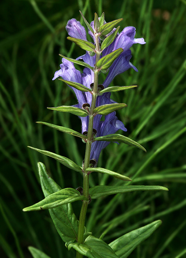 Image of Scutellaria hastifolia specimen.