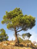 Pinus pityusa. Взрослое дерево на скале. Краснодарский край, окр. г. Геленджик, прибрежная гора, каменистый склон. 24.08.2013.