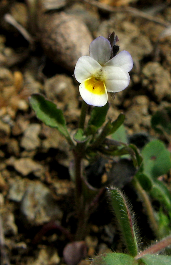 Image of Viola arvensis specimen.
