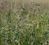 Festuca pratensis