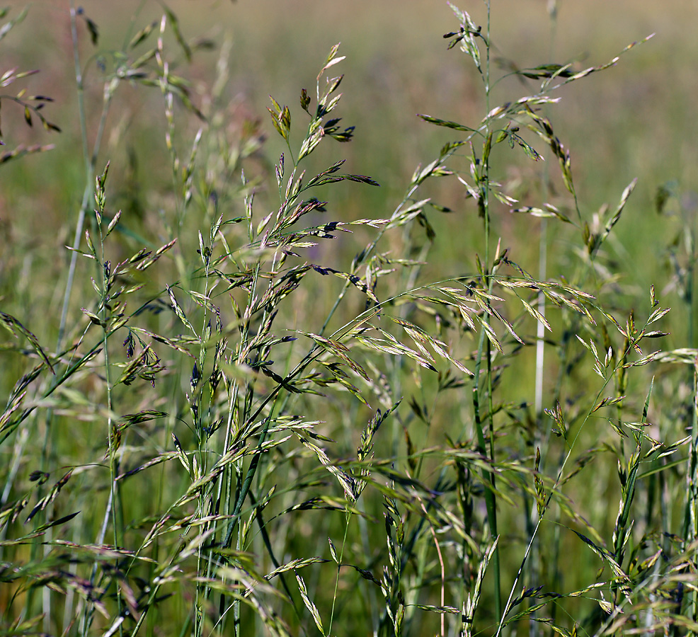Image of Festuca pratensis specimen.