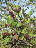 Crataegus dipyrena. Ветвь с плодами. Крым, Симферополь, вост. берег Симферопольского вдхр. 10 октября 2013 г.