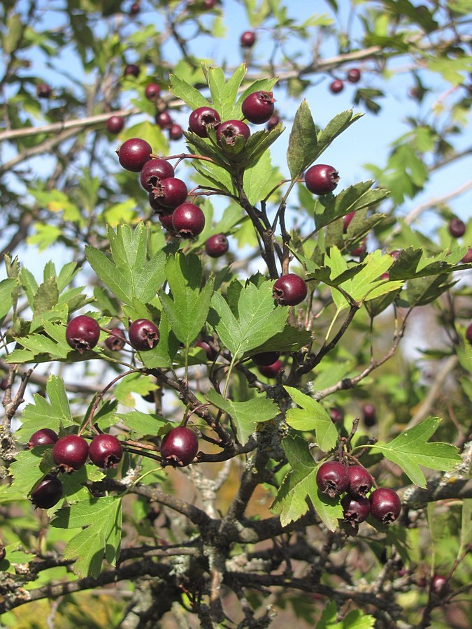 Image of Crataegus dipyrena specimen.