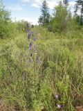 Aconitum turczaninowii. Цветущее растение. Республика Бурятия, Баунтовский эвенкийский р-н, окр. пос. Северный, долина р. Има, береговая граница разнотравного сырого луга. 04.08.2013.