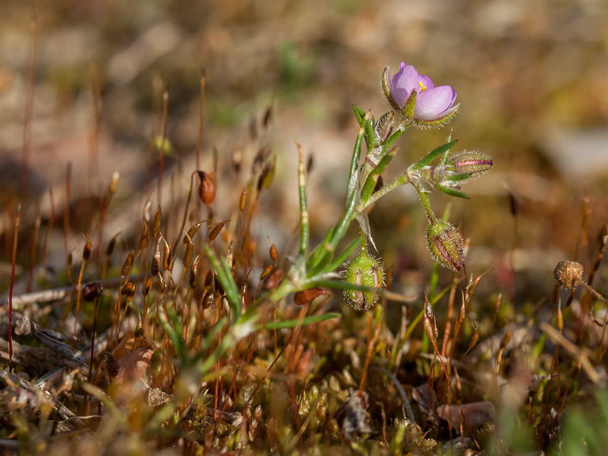 Image of Spergularia rubra specimen.