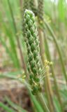 Plantago maritima. Соцветие. Архангельская обл., Приморский р-н, берег Никольского рукава в дельте р. Сев. Двина. 18.06.2011.
