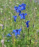 Delphinium grandiflorum