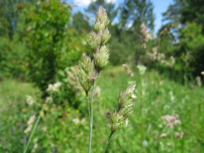 Изображение особи Dactylis glomerata.