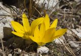 Sternbergia lutea