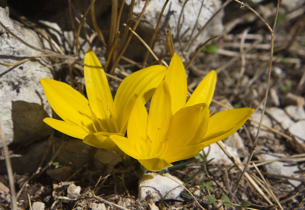 Image of Sternbergia lutea specimen.