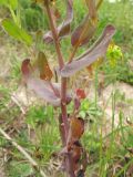 Cerinthe minor