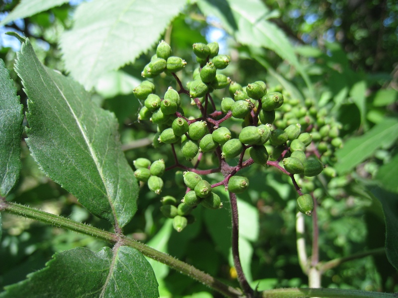 Image of Sambucus sibirica specimen.