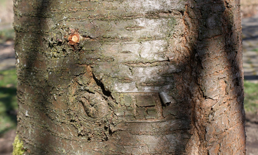 Image of Prunus serrulata specimen.