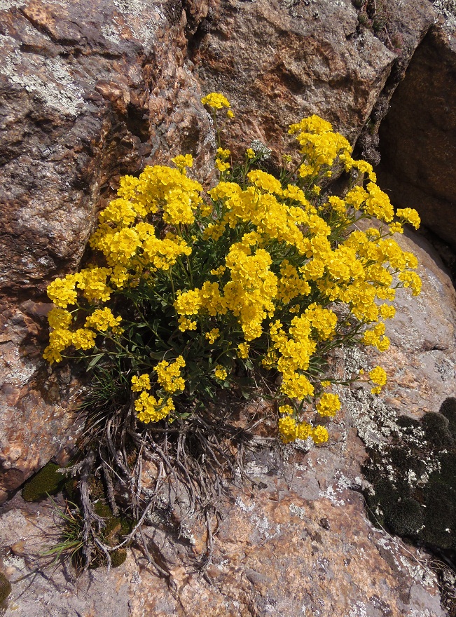 Image of Aurinia saxatilis specimen.