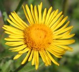 Inula salicina. Соцветие. Восточный Казахстан, Уланский р-н, окр. с. Украинка, луг. 14.07.2005.