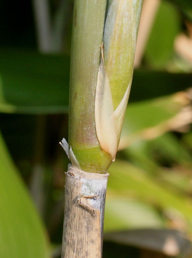 Image of Sasa palmata specimen.