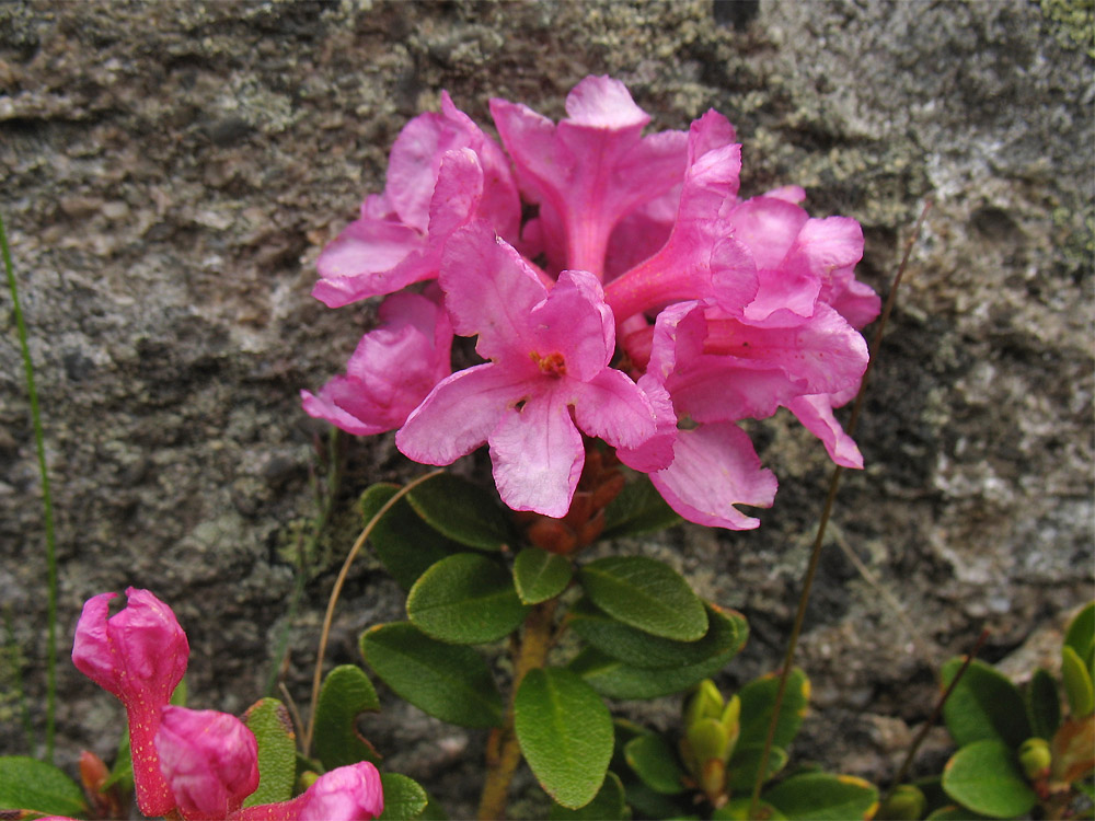 Изображение особи Rhododendron kotschyi.