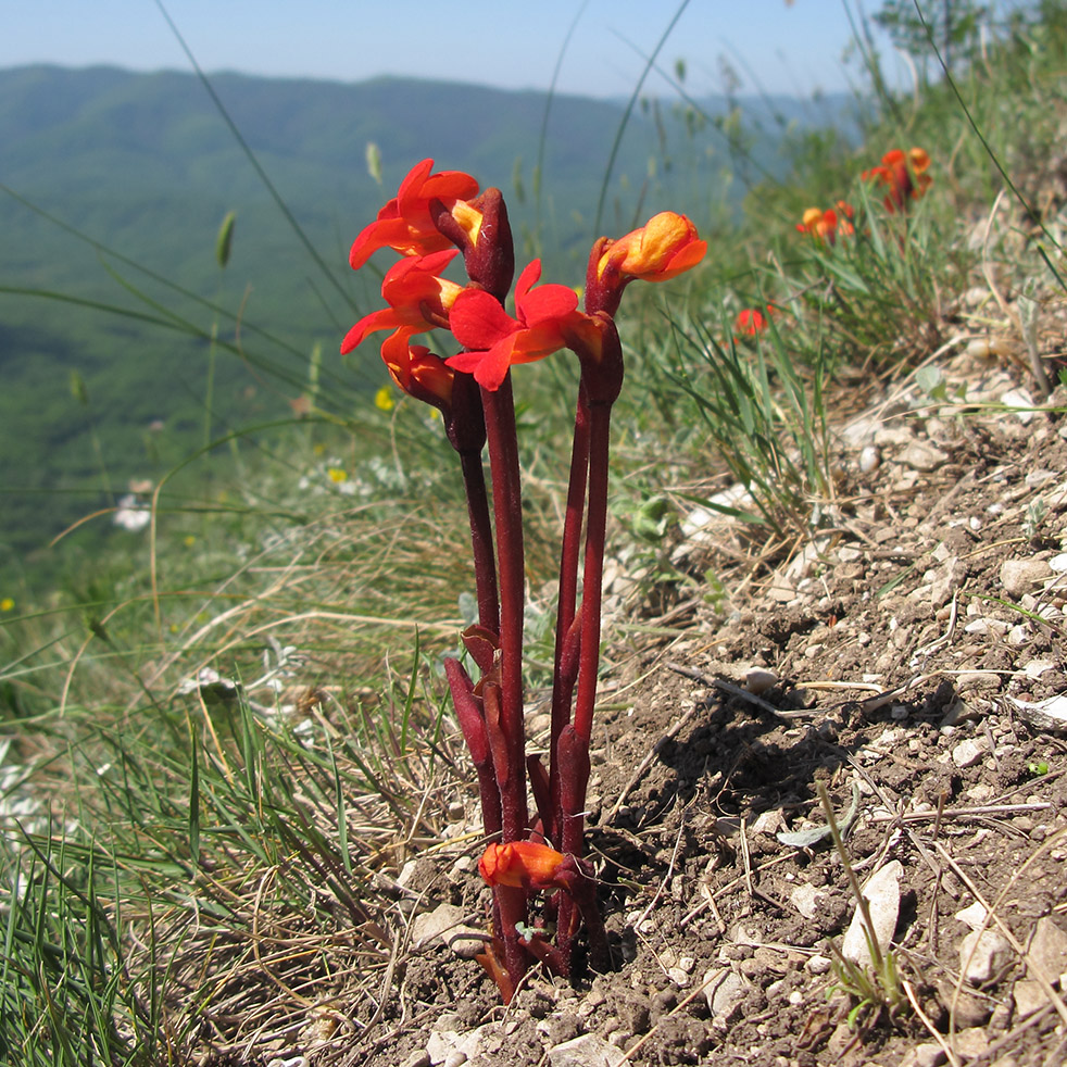 Image of Phelypaea coccinea specimen.