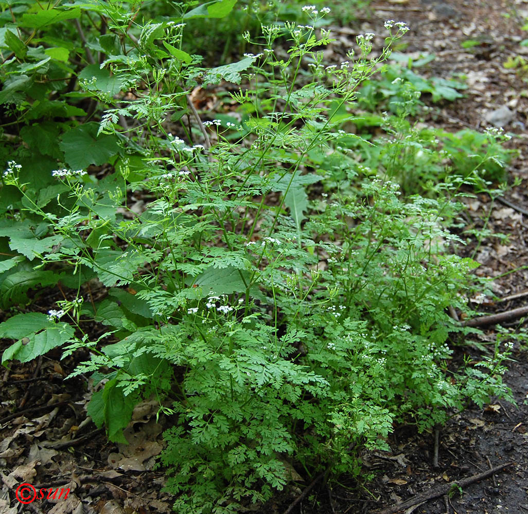 Изображение особи Anthriscus cerefolium.