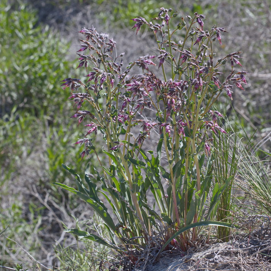 Изображение особи Rindera tetraspis.