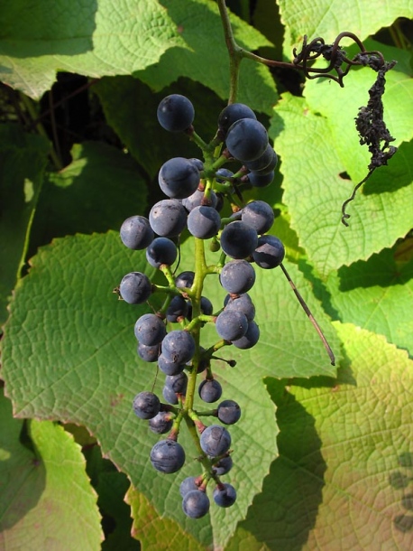 Изображение особи Vitis amurensis.