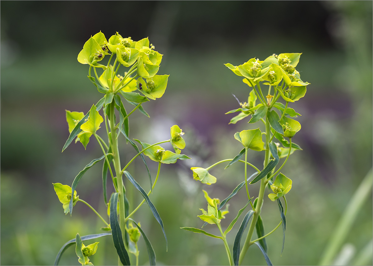 Изображение особи Euphorbia virgata.