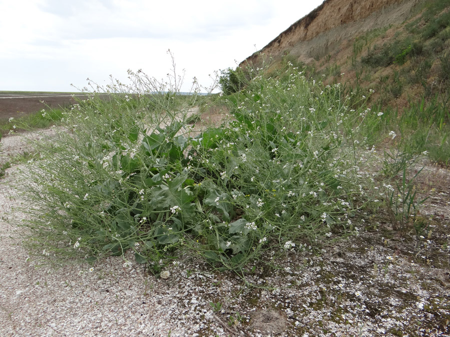 Image of Crambe maritima specimen.