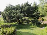 Pinus sylvestris. Взрослое растение ('Watereri'). Германия, г. Дюссельдорф, Ботанический сад университета. 04.05.2014.
