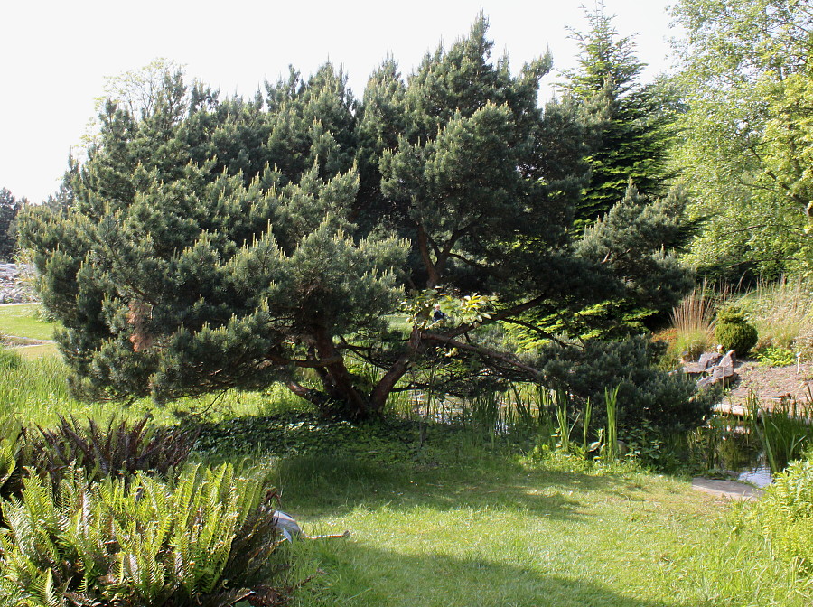 Image of Pinus sylvestris specimen.