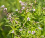 Geranium asiaticum