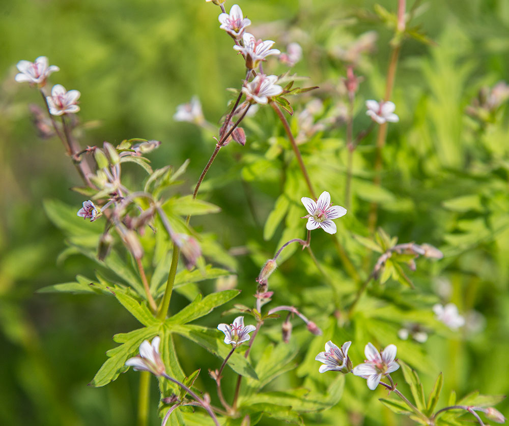 Image of Geranium asiaticum specimen.