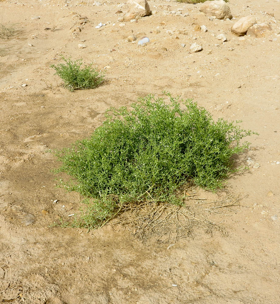 Изображение особи Tetraena coccinea.