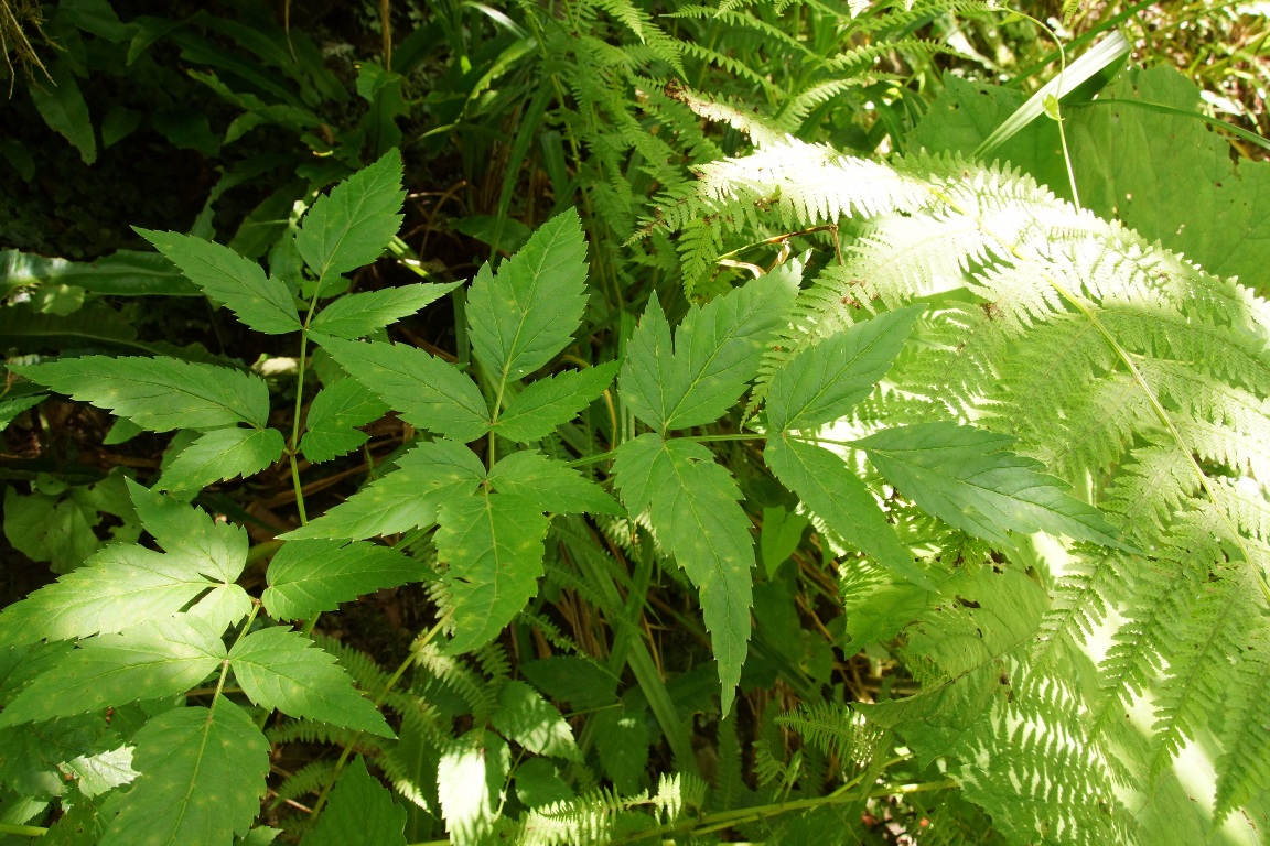 Изображение особи Rhizomatophora aegopodioides.