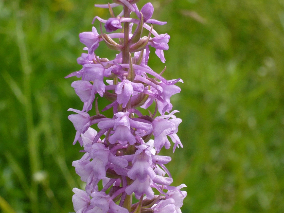 Image of Gymnadenia conopsea specimen.