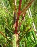 Epilobium tetragonum