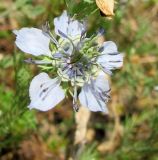 Nigella arvensis