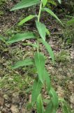 род Hieracium. Часть побега. Крым, окр. Феодосии, гора Эчкидаг, поляна в дубовом лесу. 26 июля 2014 г.