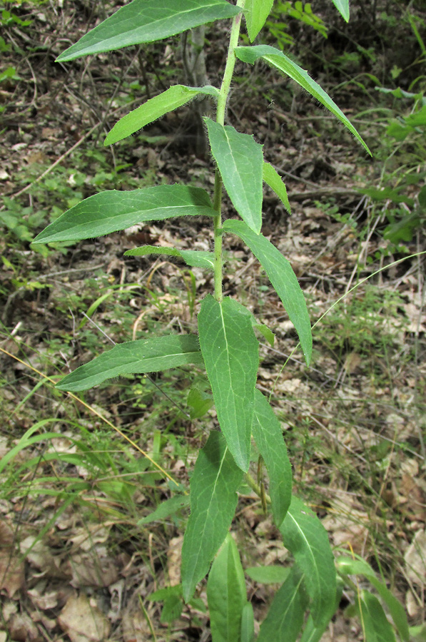 Изображение особи род Hieracium.