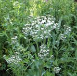 Achillea cartilaginea. Зацветающее растение. Мурманская обл., Североморский р-н, пгт Росляково, обочина просёлка. 06.08.2014.