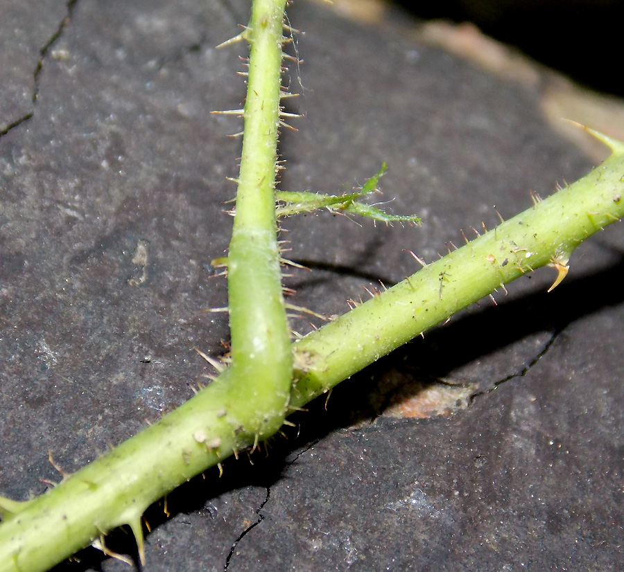 Image of Rubus caucasicus specimen.