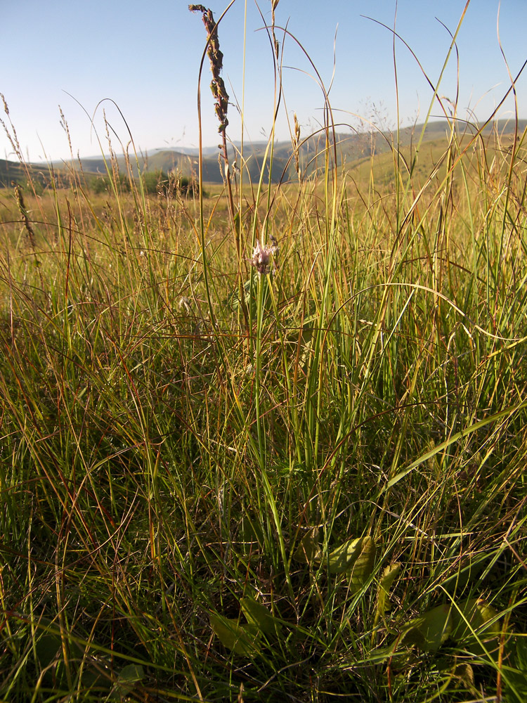 Image of Allium schoenoprasum specimen.