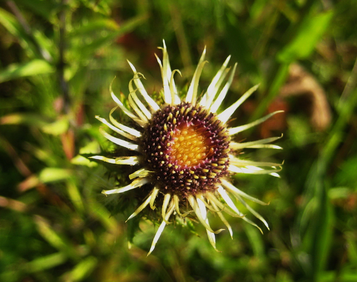 Image of Carlina fennica specimen.