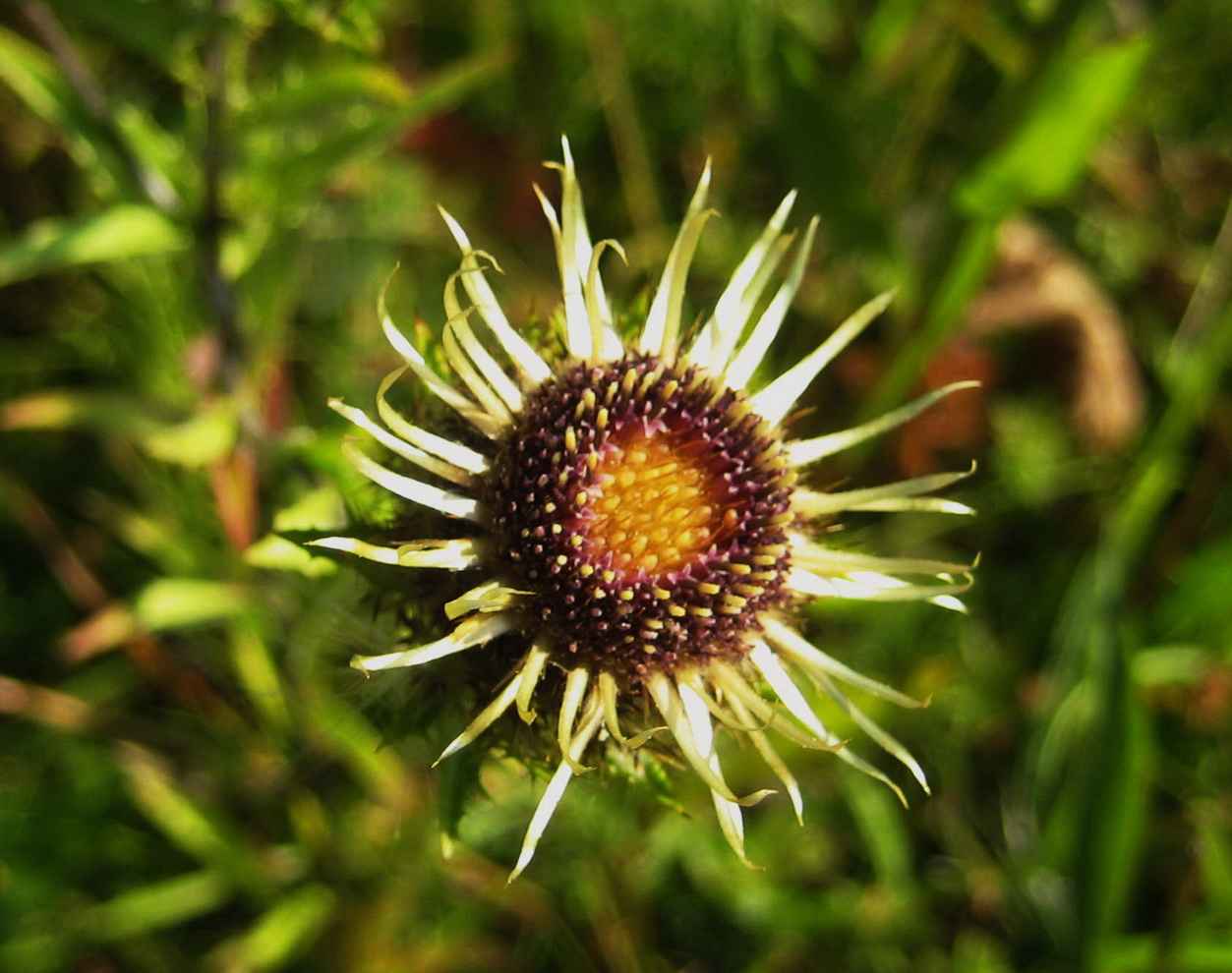 Изображение особи Carlina fennica.