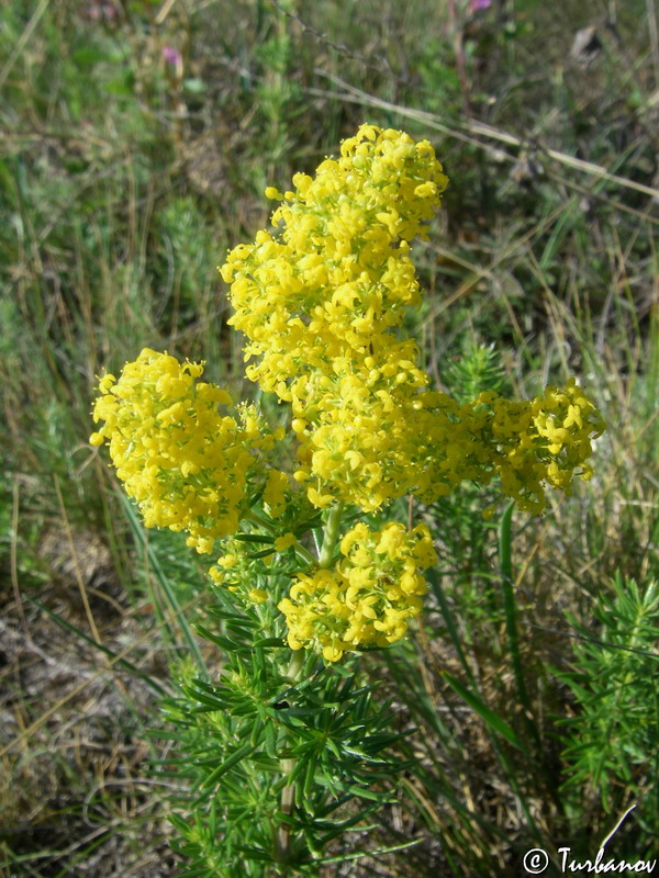Image of Galium verum specimen.