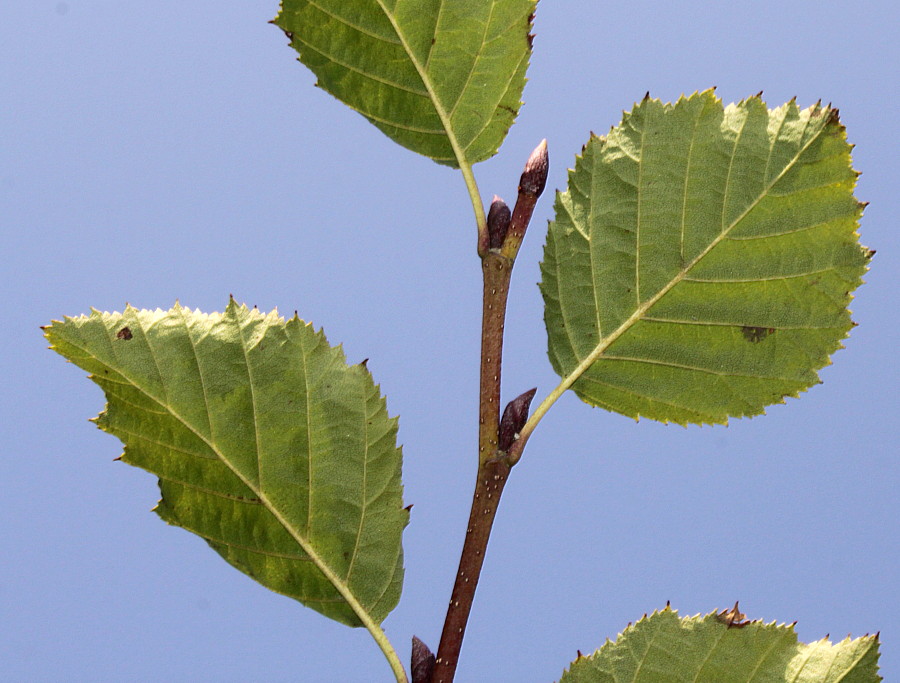 Изображение особи Duschekia alnobetula.