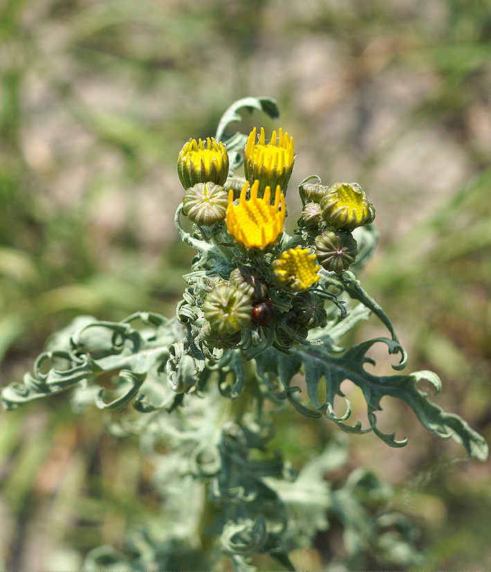 Изображение особи Senecio jacobaea.