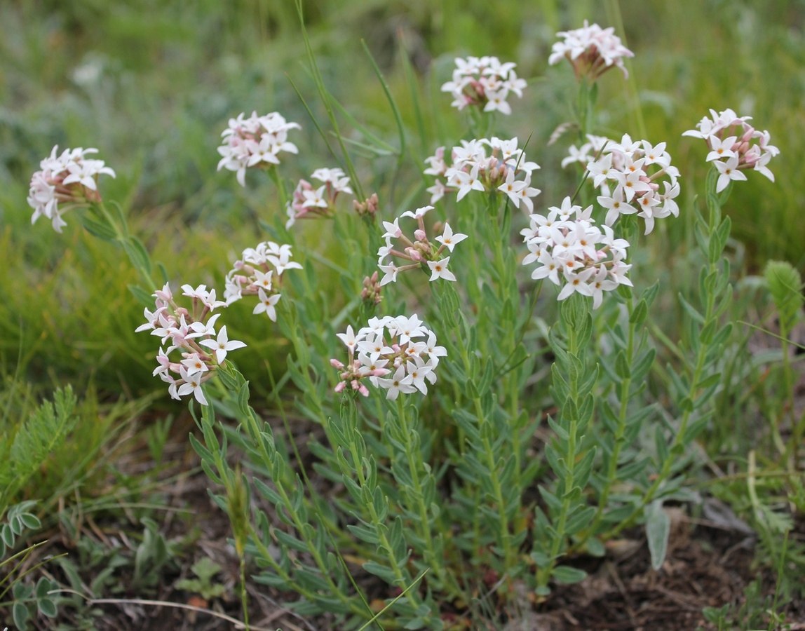 Изображение особи Stelleropsis altaica.