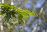 Platanus orientalis. Ветка с листьями и соплодиями. Крым, Севастополь, Нахимовский р-н, с. Андреевка. 02.06.2014.