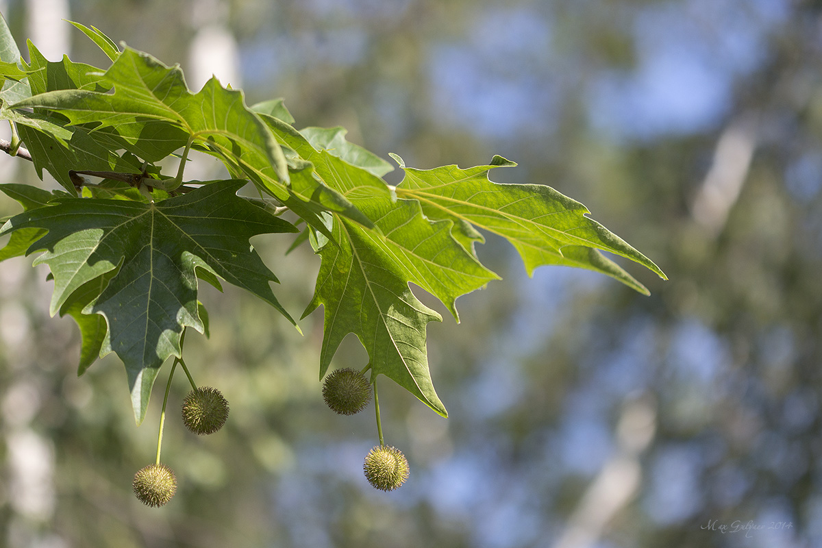 Изображение особи Platanus orientalis.