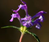 Galeopsis ladanum. Цветок. Московская обл., Раменский р-н, окр. ж.-д. платформы Хрипань, залежь. 02.10.2014.